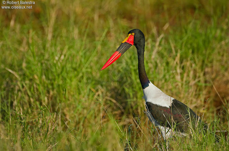 Saddle-billed Stork female adult