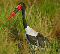 Saddle-billed Stork