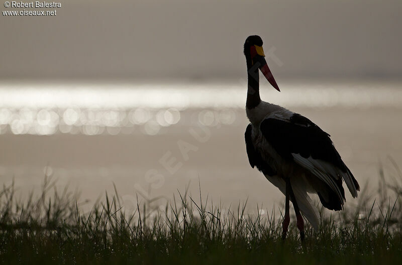 Jabiru d'Afrique