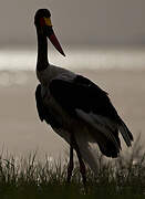 Saddle-billed Stork