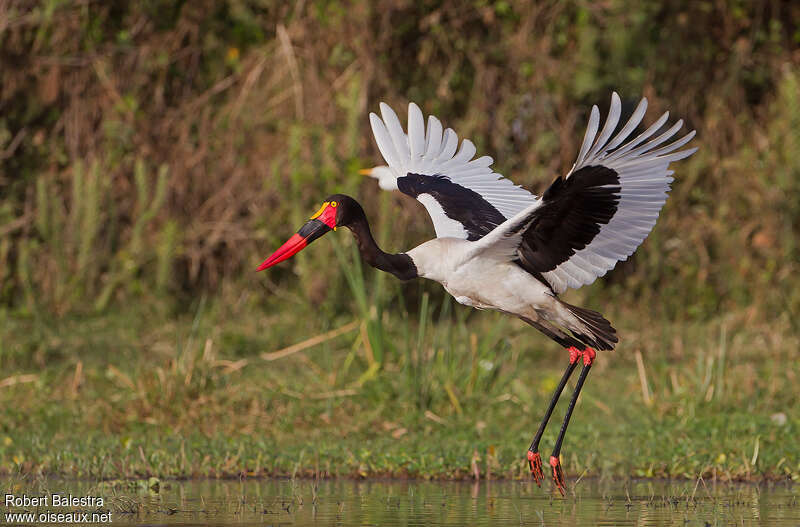 Jabiru d'Afrique femelle adulte, composition, pigmentation, Vol