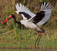 Saddle-billed Stork