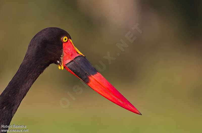 Jabiru d'Afrique femelle adulte