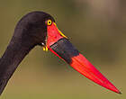 Jabiru d'Afrique