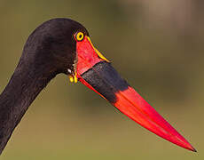 Saddle-billed Stork