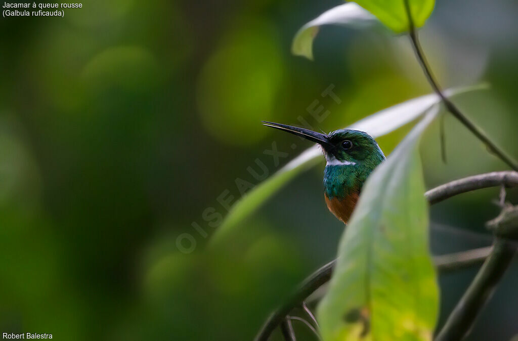 Rufous-tailed Jacamar