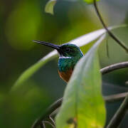 Jacamar à queue rousse