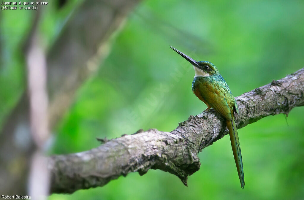 Rufous-tailed Jacamar