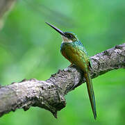 Rufous-tailed Jacamar