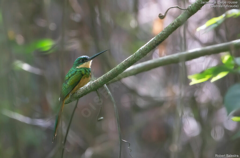 Jacamar à queue rousse