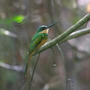 Rufous-tailed Jacamar