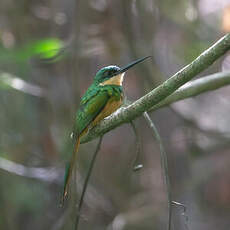 Jacamar à queue rousse