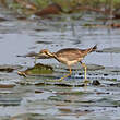 Jacana à longue queue