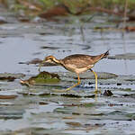 Jacana à longue queue