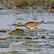 Pheasant-tailed Jacana