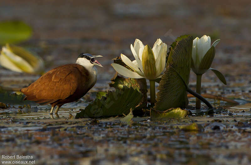 Jacana à poitrine doréeadulte, Comportement