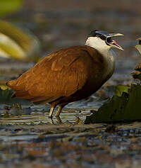 Jacana à poitrine dorée