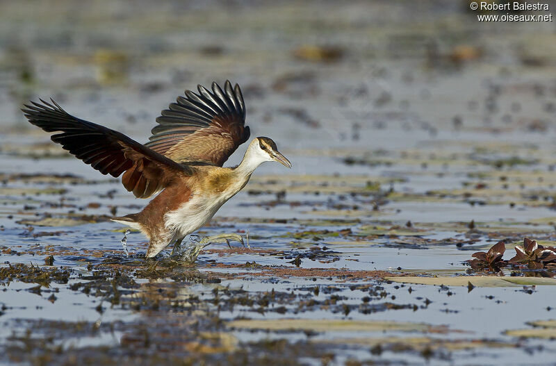 Jacana à poitrine doréejuvénile