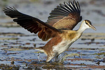 Jacana à poitrine dorée