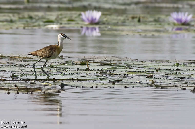 African Jacanajuvenile, habitat