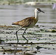 Jacana à poitrine dorée