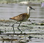 Jacana à poitrine dorée