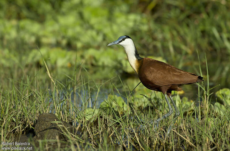 African Jacanaadult, identification, pigmentation