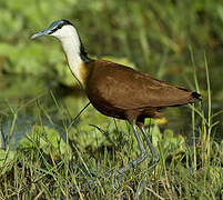 Jacana à poitrine dorée