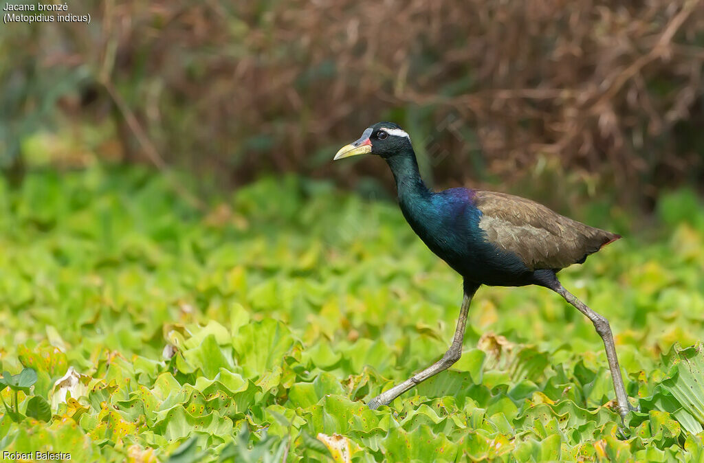 Bronze-winged Jacana