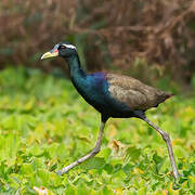 Jacana bronzé