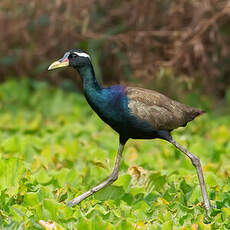 Jacana bronzé