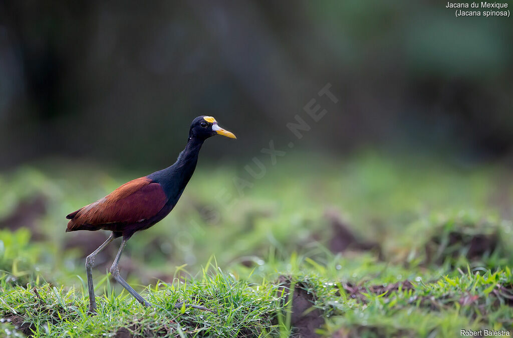 Northern Jacana