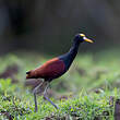 Jacana du Mexique