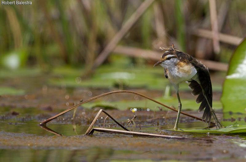 Lesser Jacana