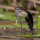Jacana nain