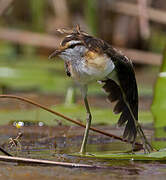 Lesser Jacana