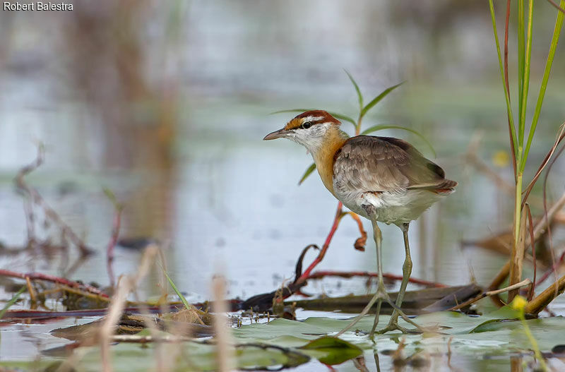 Lesser Jacana