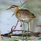 Jacana nain