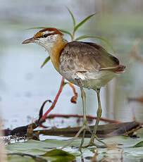 Jacana nain