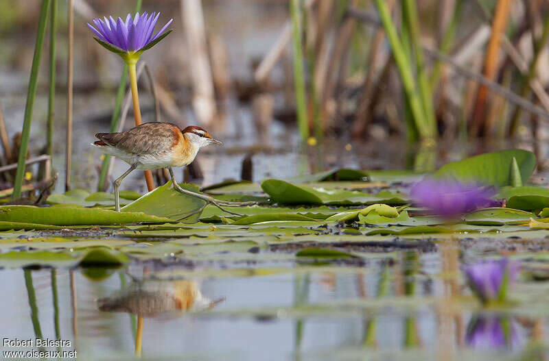 Jacana nain, identification