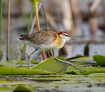 Lesser Jacana