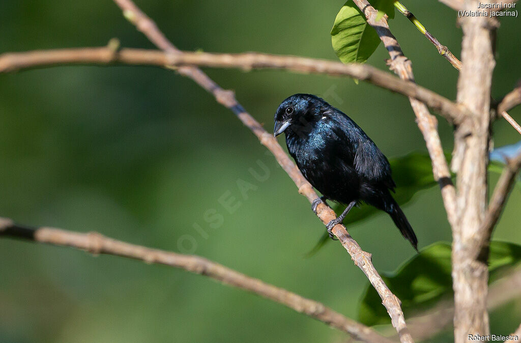 Jacarini noir