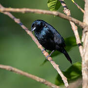 Blue-black Grassquit