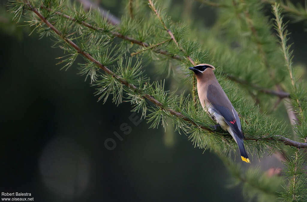 Cedar Waxwingadult, habitat