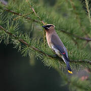 Cedar Waxwing