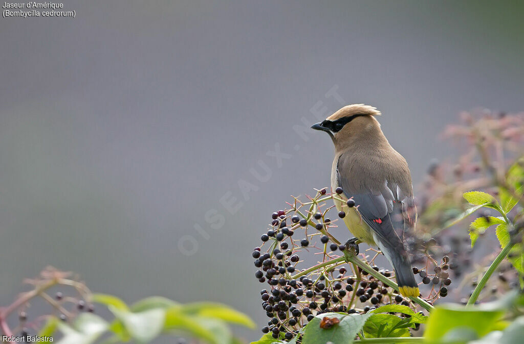 Cedar Waxwing