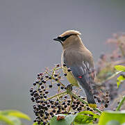 Cedar Waxwing