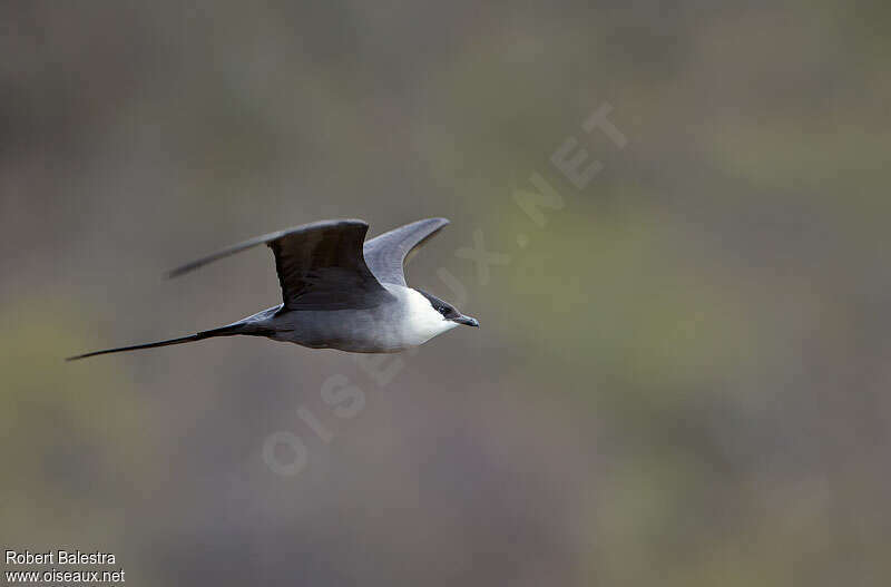 Long-tailed Jaegeradult, pigmentation, Flight