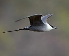 Long-tailed Jaeger