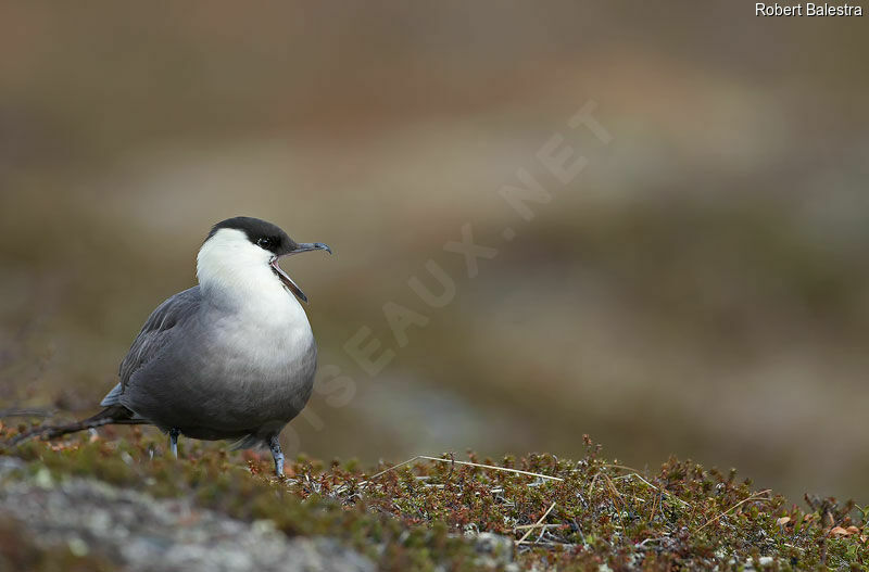 Long-tailed Jaeger